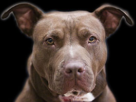 American PitBull Terrier - Creative Commons