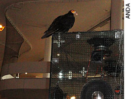 Urubus confinados - Obra &ldquo;Bandeira Branca&rdquo; de Nuno Ramos na 29a Bienal de S&atilde;o Paulo - Ag&ecirc;ncia de Not&iacute;cias de Direitos Animais/ANDA