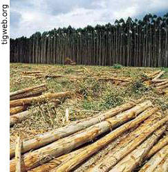 Planta&ccedil;&atilde;o de Eucaliptos - tigweb.org