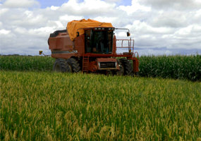 Planta&ccedil;&atilde;o de arroz - ConJur