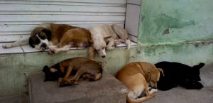 Canoinhas deve construir canil público para animais de rua