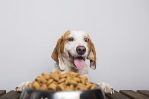 Câmara de Vereadores não pode criar banco de ração para animais