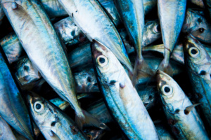 Peixes, pesca ilegal