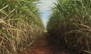 cana-de-açúcar plantação