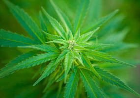 Maconha - 06/09/2011