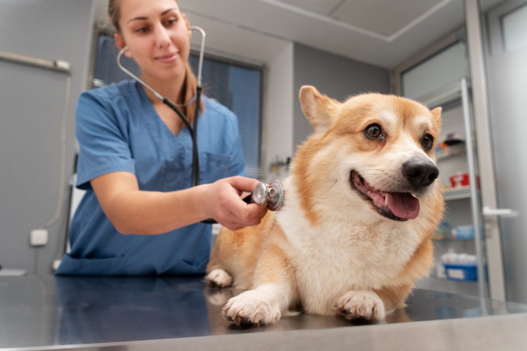 veterinário veterinária cachorro cão médico médica