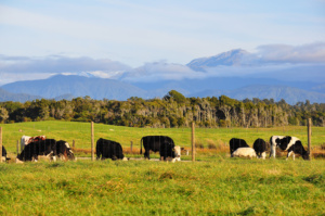 fazenda vacas bois propriedade rural