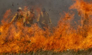 incêndio queimada pantanal