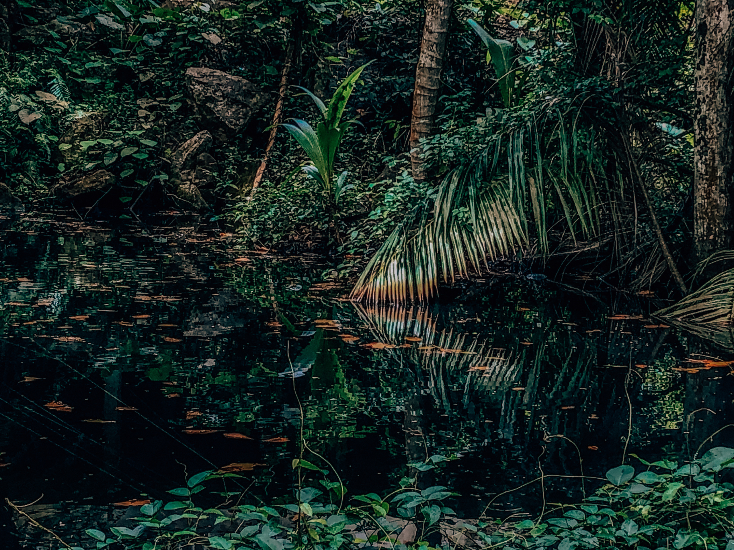 CNMP suspende recomendação contra projetos de carbono em florestas do AM