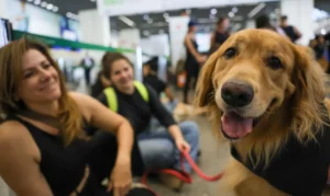 cachorro em aeroporto / golden