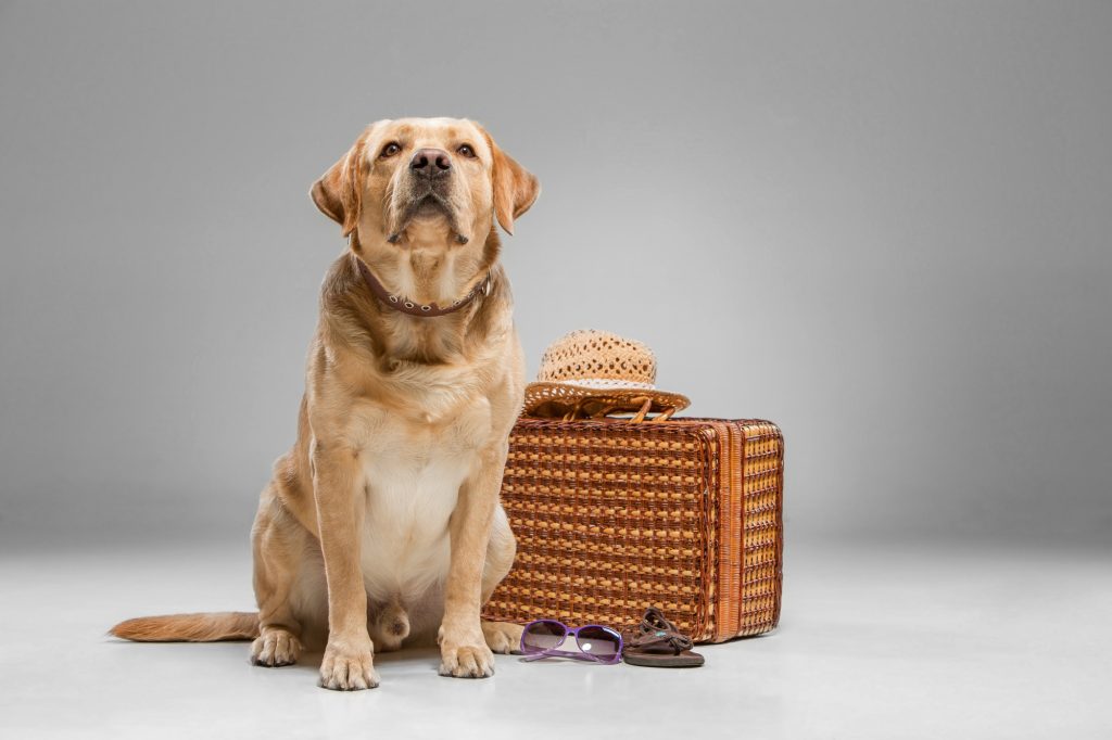 cachorro cão de serviço viagem mala