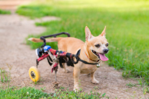 cachorro sem uma pata / amputado