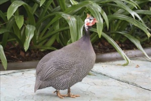 Galinha d'Angola