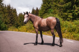 cavalo em rua / rodovia