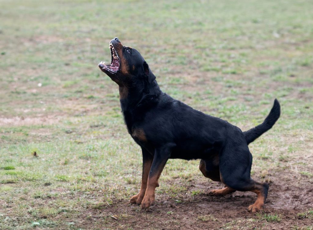 cão cachorro feroz rottweiler