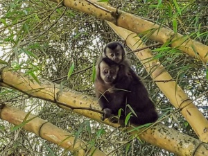 Dois macacos-prego em um bambuzal