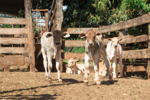 bezerros gado bovino fazenda