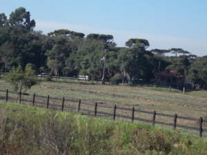campo