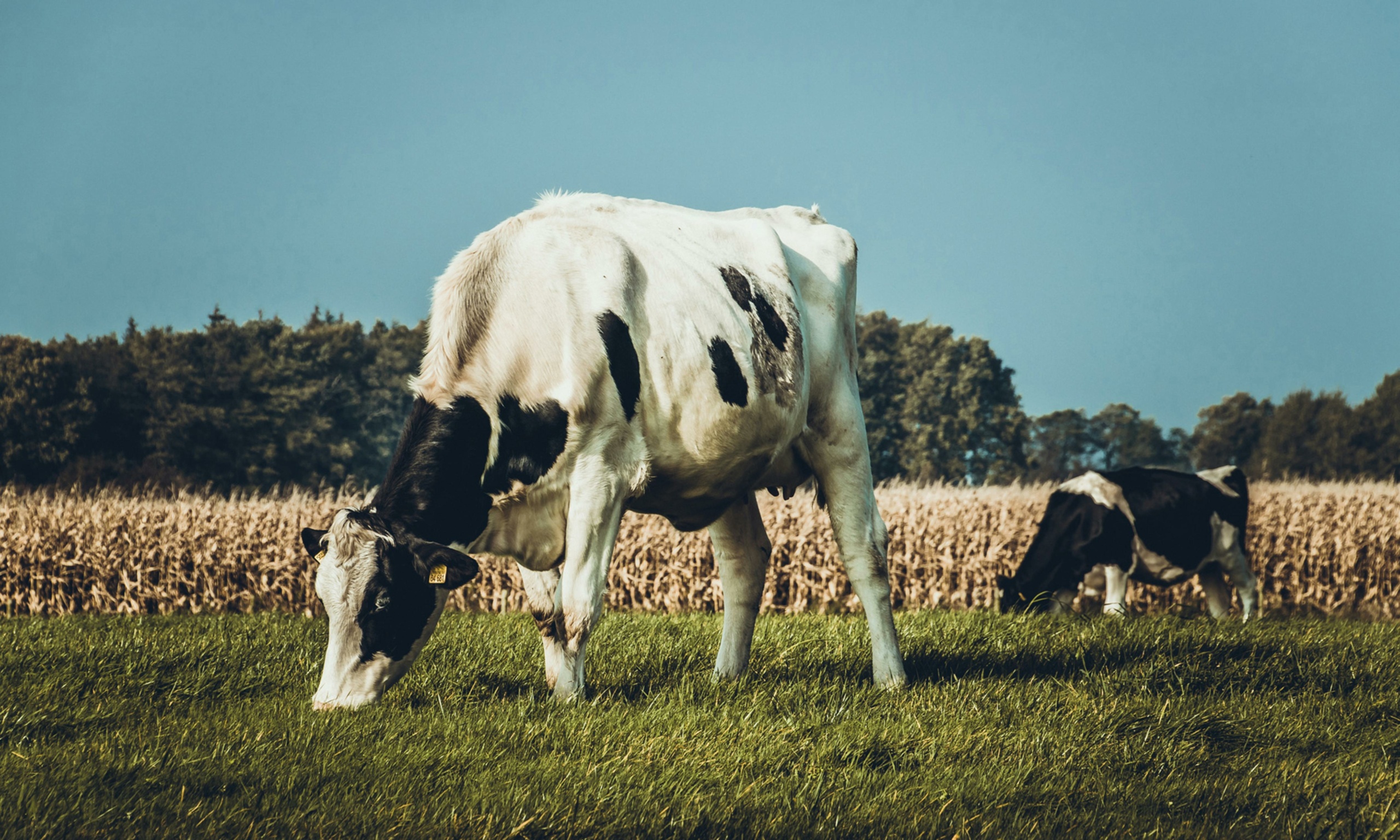 Vaca no pasto