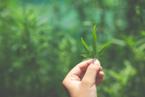 Maconha