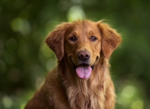 cão,fofo