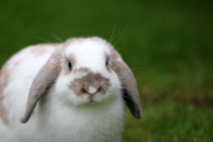 coelho, animal
