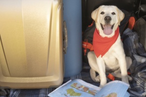 O STJ estabeleceu que os animais de suporte emocional não podem ser equiparados aos cães-guia para fins de voos nacionais e internacionais