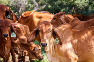 Seca prolongada justifica prorrogação de pagamento de crédito rural
