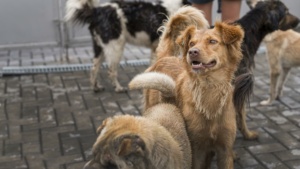 Desembargadores entenderam que ONG que acolheu animal vítima de maus-tratos pode atuar como assistente de acusação em processo