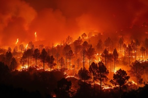 Câmara aprova punição maior por incêndio em floresta