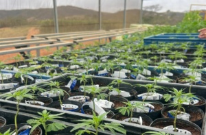 plantação cannabis apepi