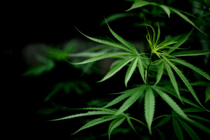 plantas de maconha