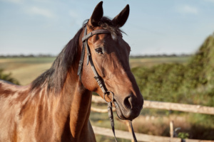 cavalo, castanho