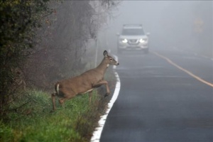 veado animal pista rodovia