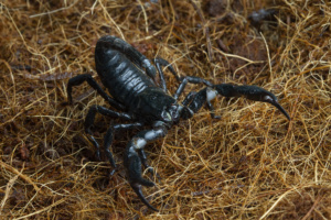 escorpião