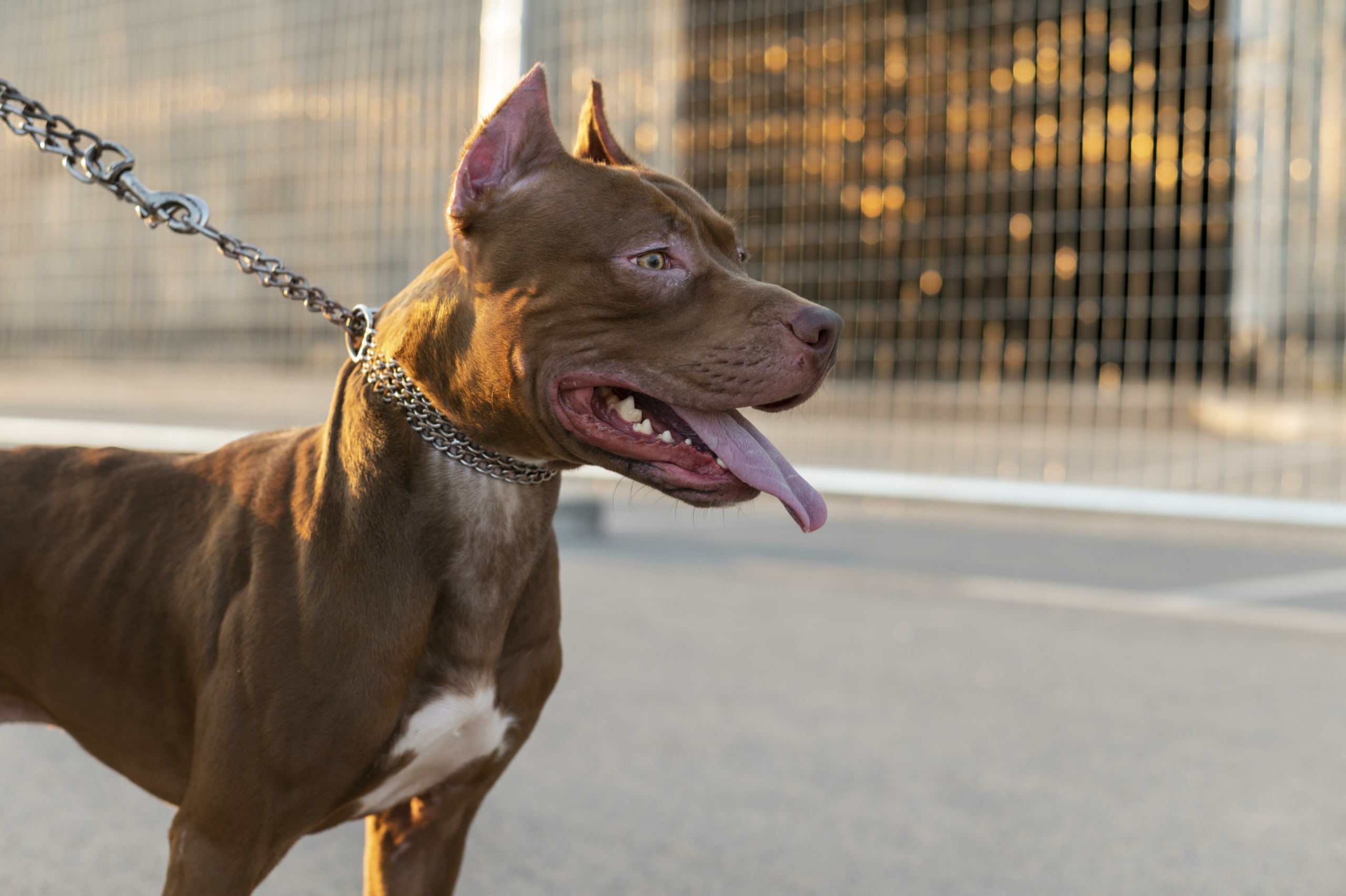 Magistrada entendeu que lei da cidade de Pinhais (PR) violava o bem estar e a dignidade dos cães da raça Pit Bull