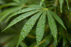 planta de maconha