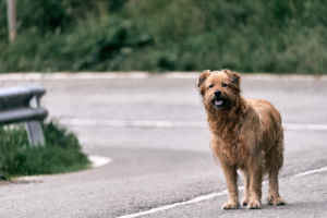 cachorro abandonado rodovia estrada cão