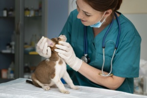 cachorro cão filhote veterinário