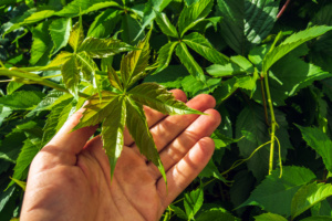 mão segurando folhas de maconha