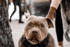 cachorro cão pitbull