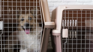 Programa oferece pronto atendimento a cães e gatos abandonados que estejam em situação de risco, vítimas de atropelamento, de envenenamento ou de maus-tratos