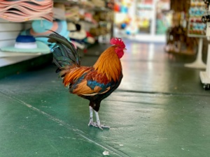 Eventos eram estruturados e já chegaram a contar com 188 aves