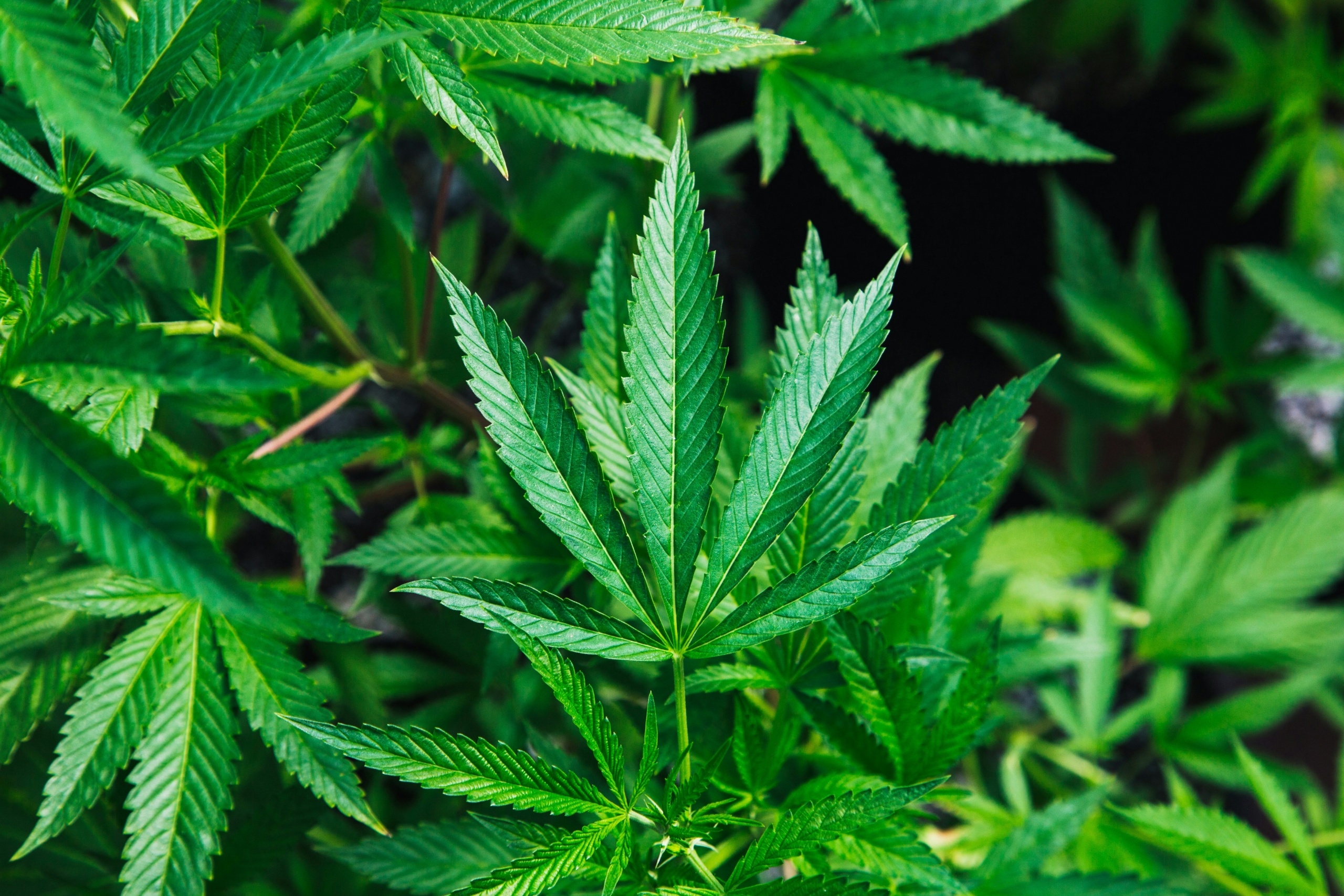 Juízo da 5ª Turma do TRF-3 concedeu HC preventivo para garantir a uma paciente o direito de e cultivar cannabis para a extração de medicinal