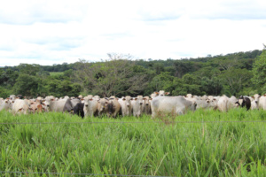 fazenda vacas bois agronegócio