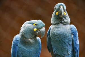 Arara Azul