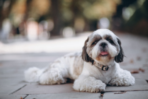 cachorro cão shi tzu