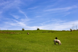 fazenda