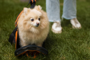 cachorro, Spitz Alemão