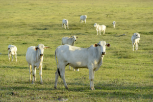 Gado vacas bois